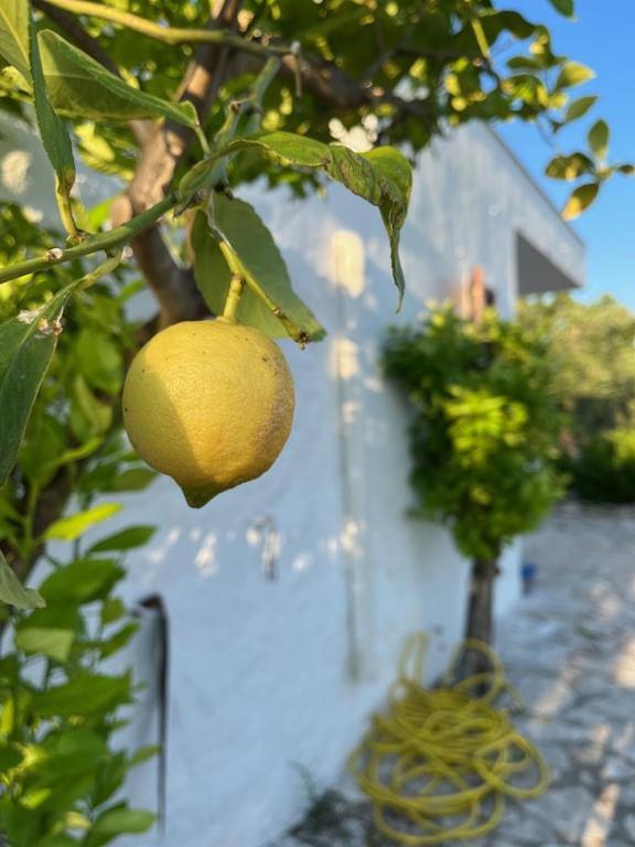 Casa Giuliveto - Charmantes Ferienhaus Mit Privatpool In Olivenhain Ostuni Exterior photo